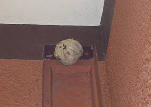 Asiako liztorren habia