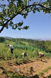 Aldatsa baratza taldea