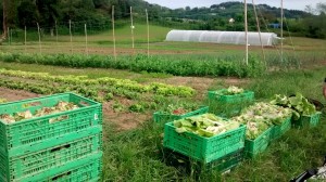 Aldatsa elkarteak ekoiztutako barazkiak