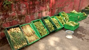 Aldatsa elkarteak ekoiztutako barazkiak