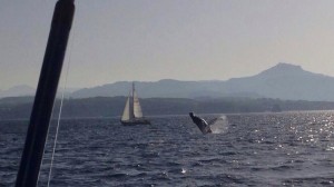 Balea, saltoka belaontzi batetik gertu