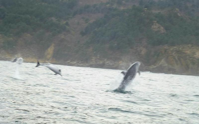 izurdeak, pasaiako badia