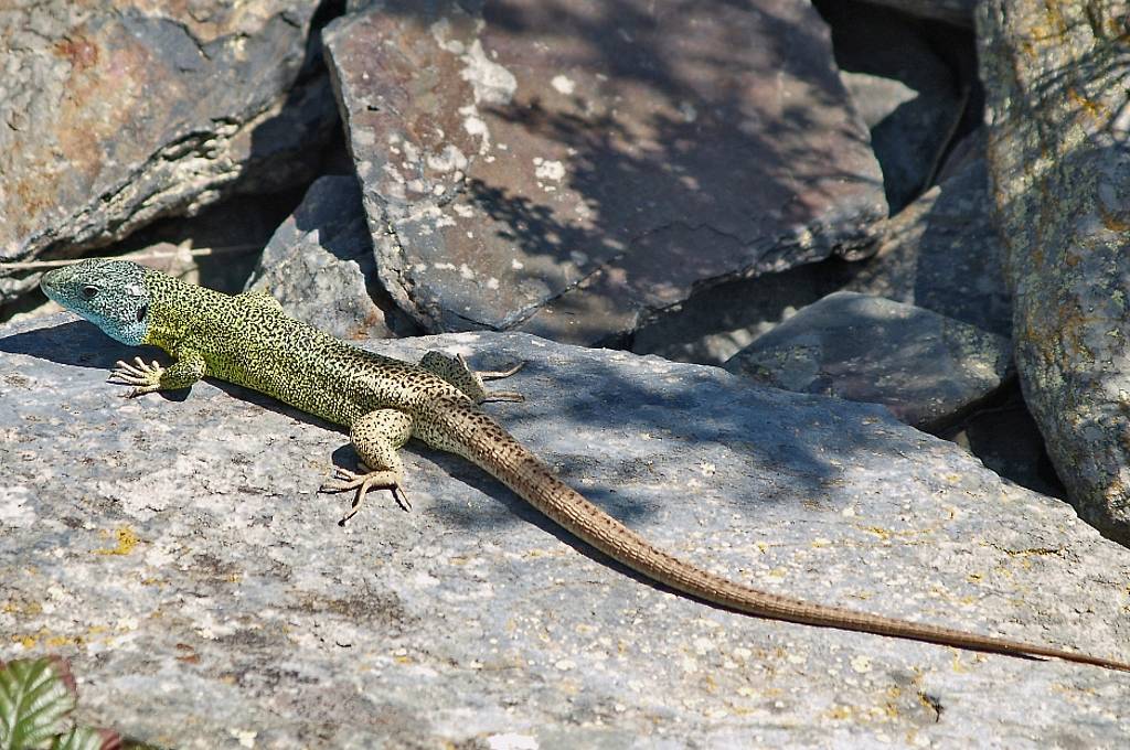 Schreiber muskerra (Lacerta schreiberi). Argazkia: J.J Garcia