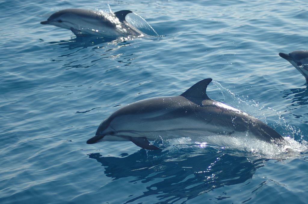Stenella hirukotea saltoka