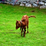 Ergoien auzoko jaiak