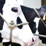 2014ko Baserritar Eguna