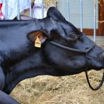 2014ko Baserritar Eguna