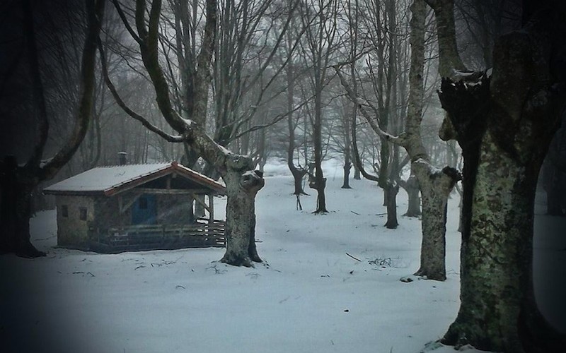 Girizia zuhaitz landaketa, Oianleku