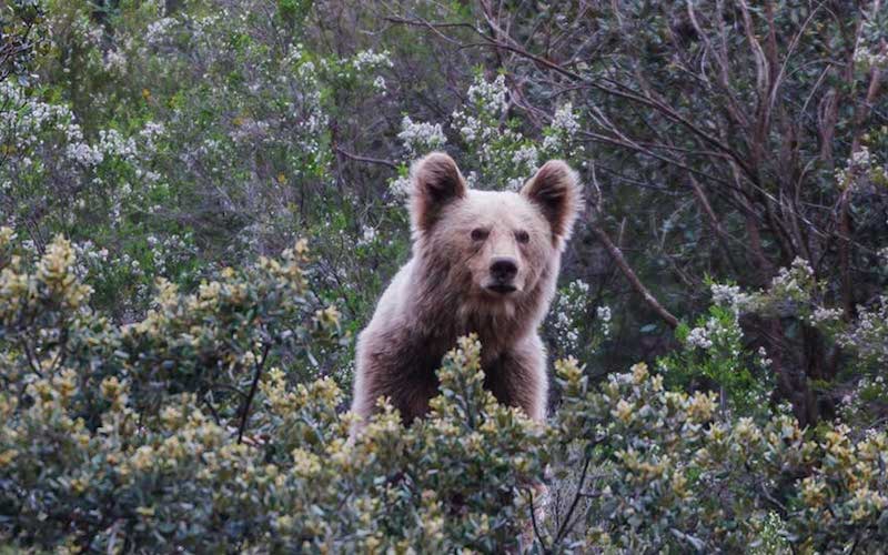 Dokumentala bihar emango dute euskaraz Niessen zineman.