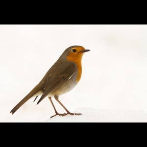 . Txantxangorria negu gorrian