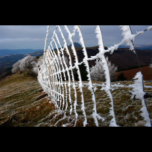 . Antzigar (Izotz zuri)